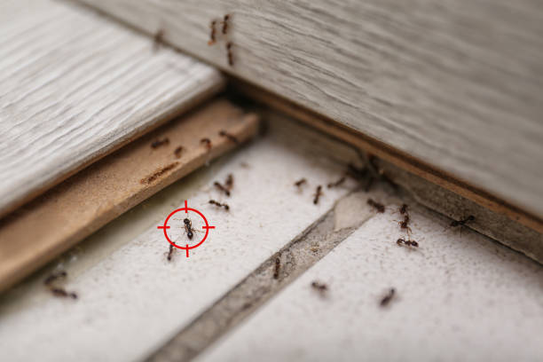 Best Bed Bug Extermination  in Smithville, OH