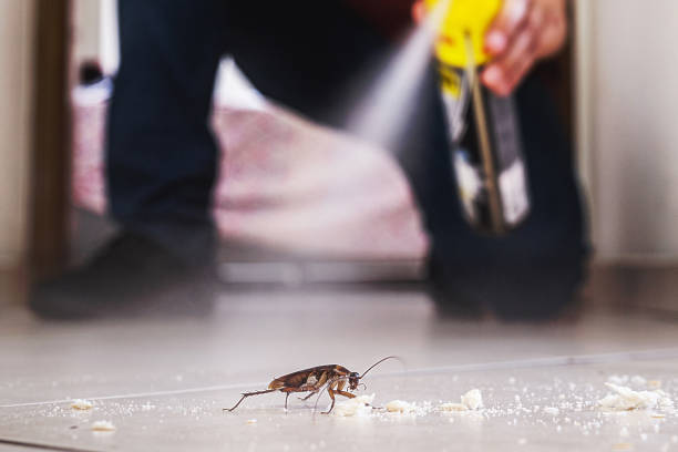 Best Termite Control Services  in Smithville, OH